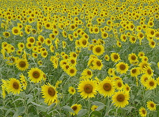 yellow Sunflower fiekd